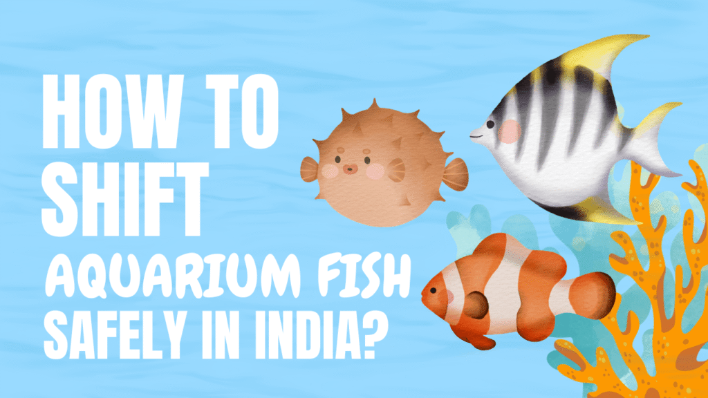 Shift Aquarium Fish